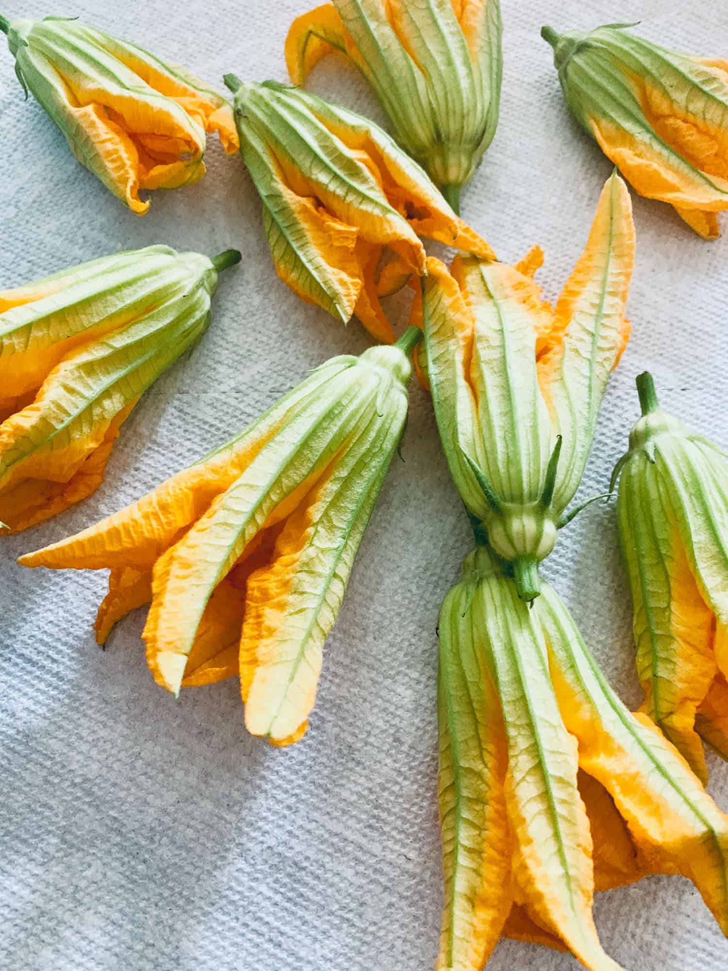 Squash blossoms freshly washed on a paper towel