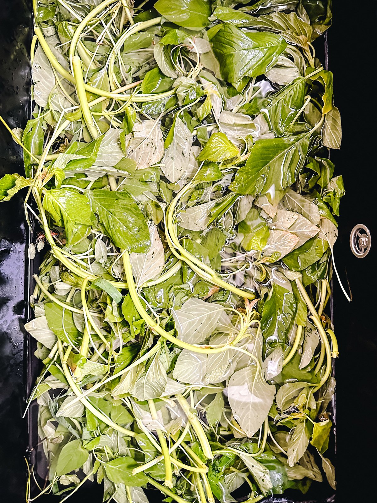 Horta-greens in a black sink filled with water.