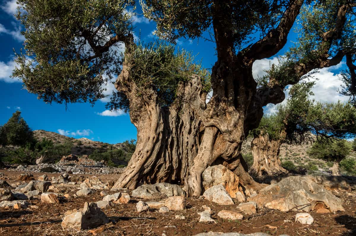 An ancient olive tree in an olive grove in Crete Greece.