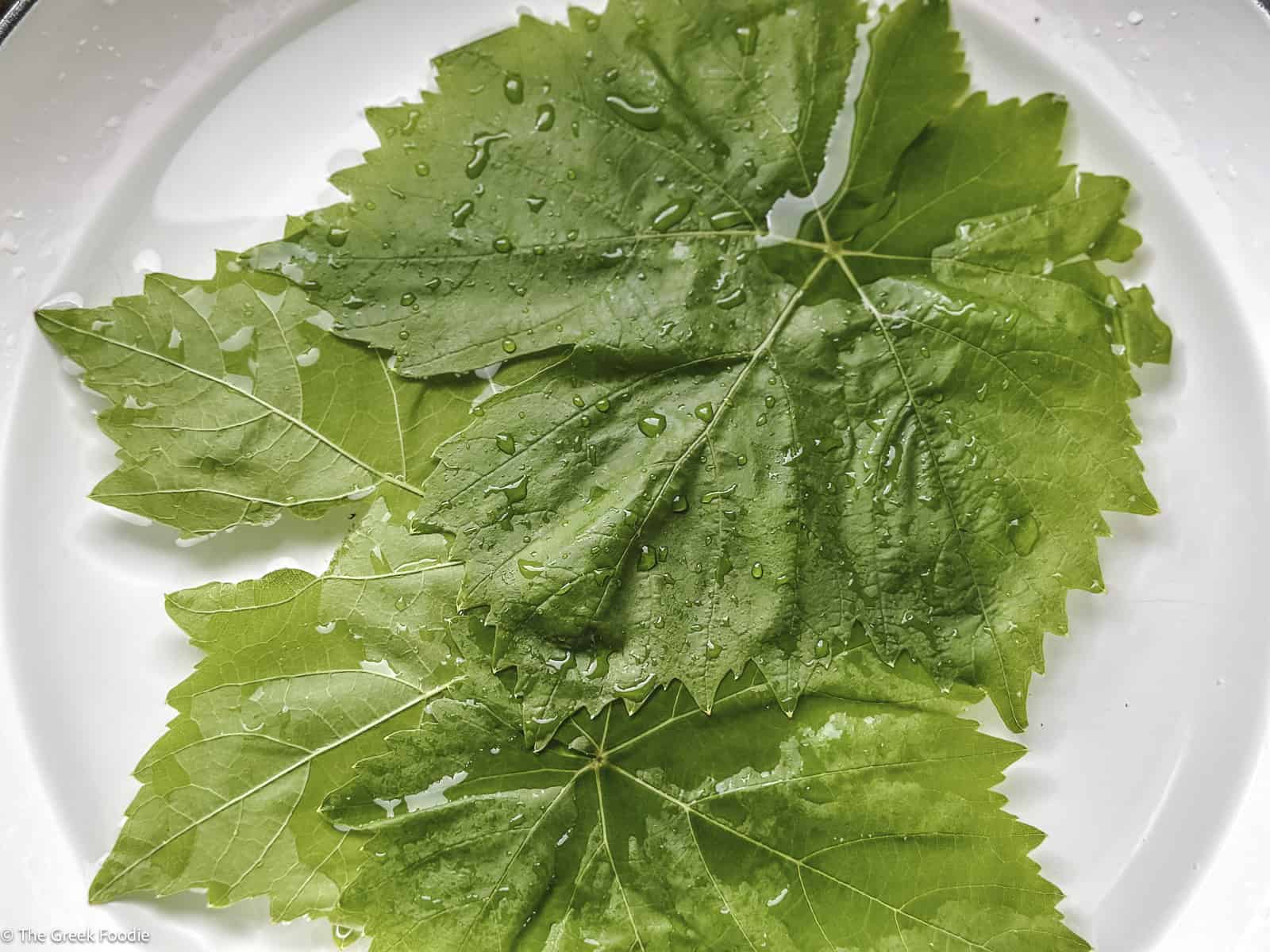 A few grape leaves in a pot filled with water.