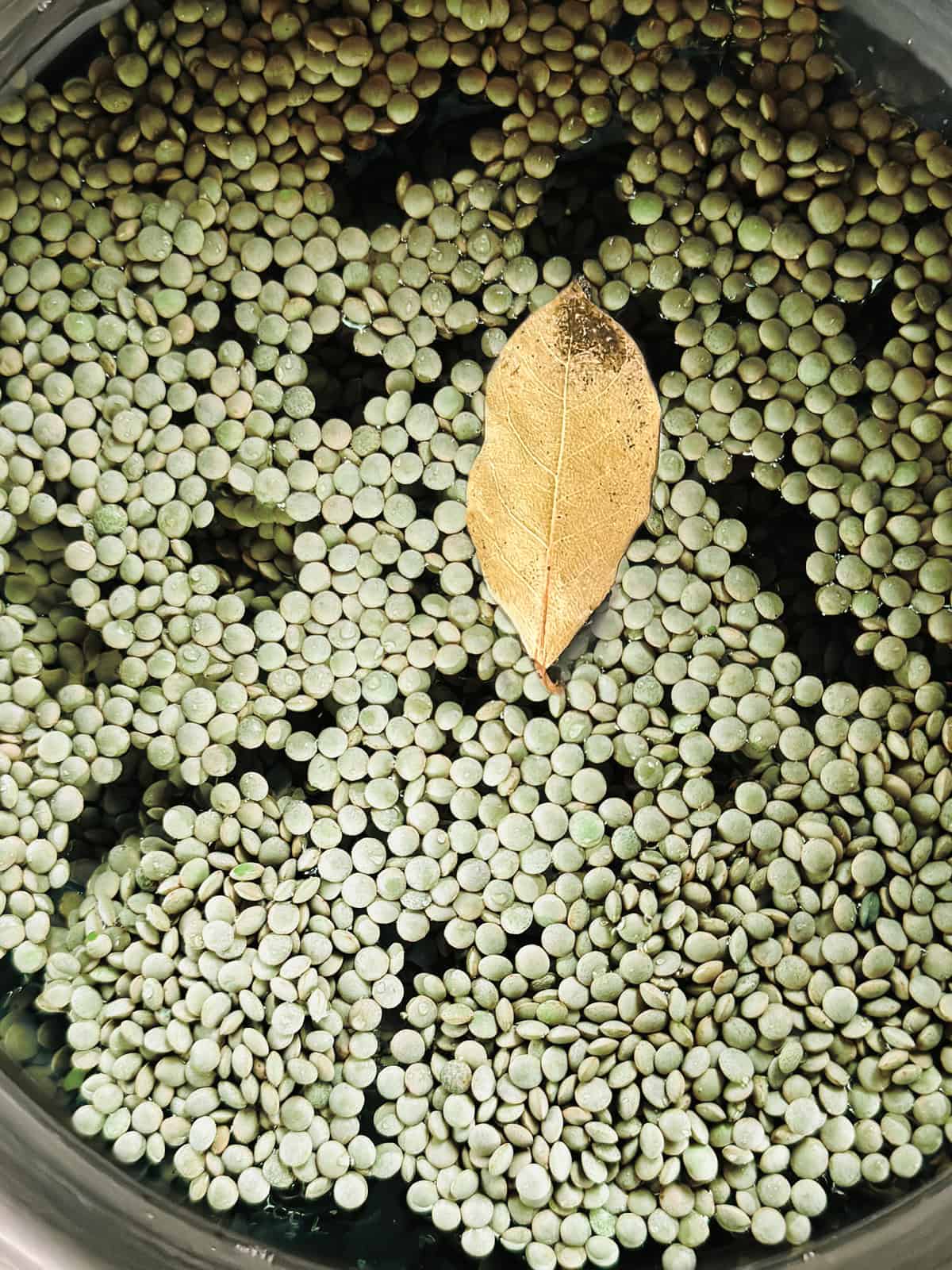 Green lentils in water with a bay leaf.