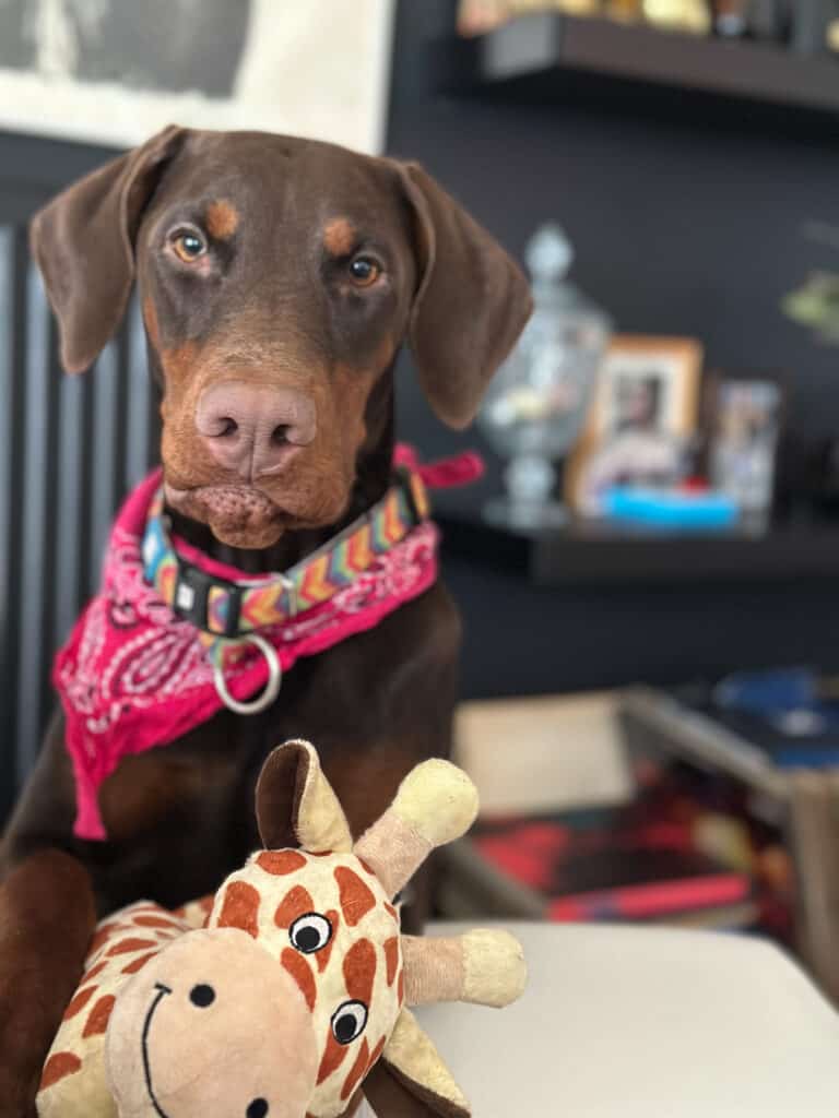 a doberman puppy wearing a scarf with a fluffy toy