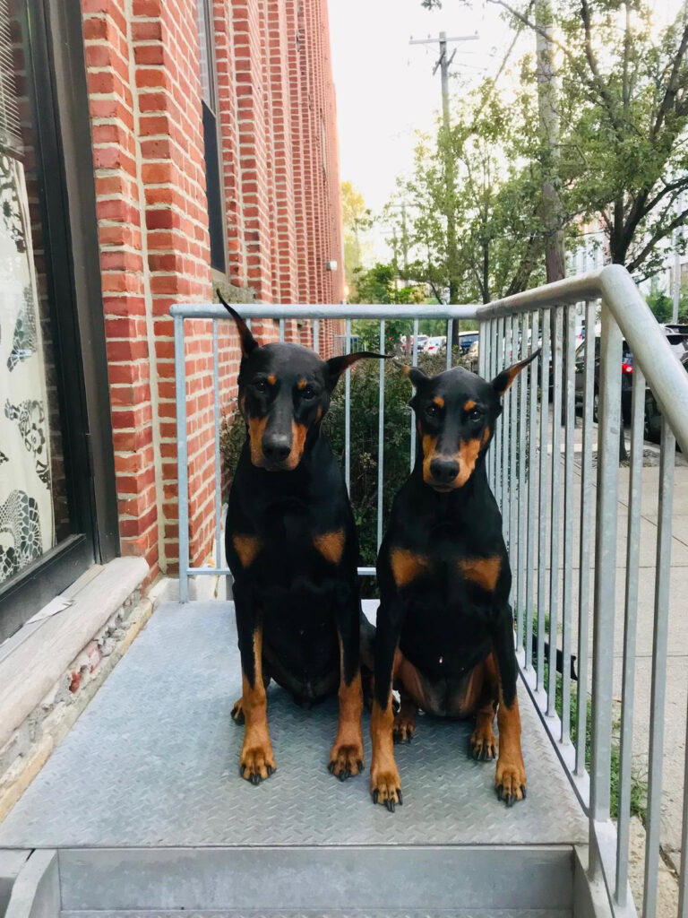 two dobermans on a porch