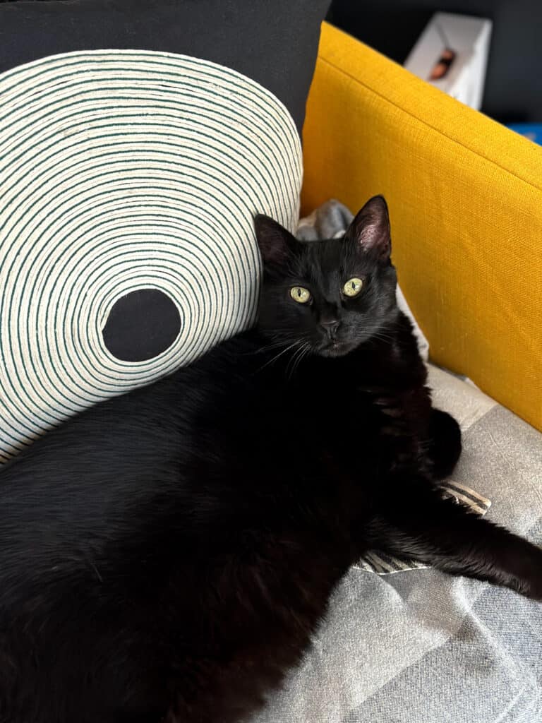 a black kitty on a yellow armchair