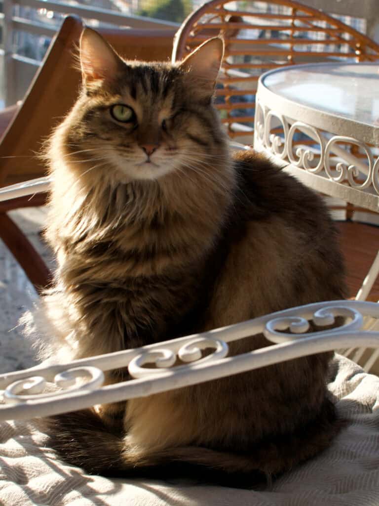 a fluffy beautiful cat on a chair on a sunny balcony