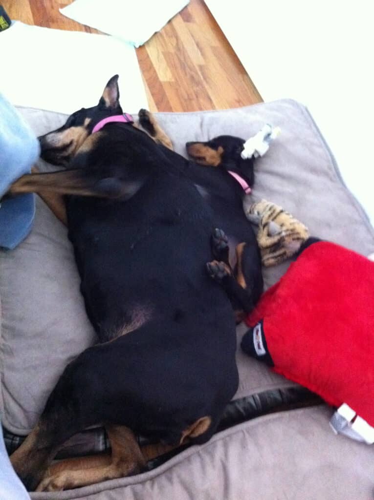 two dobermans, a puppy and an older dog on a pillow
