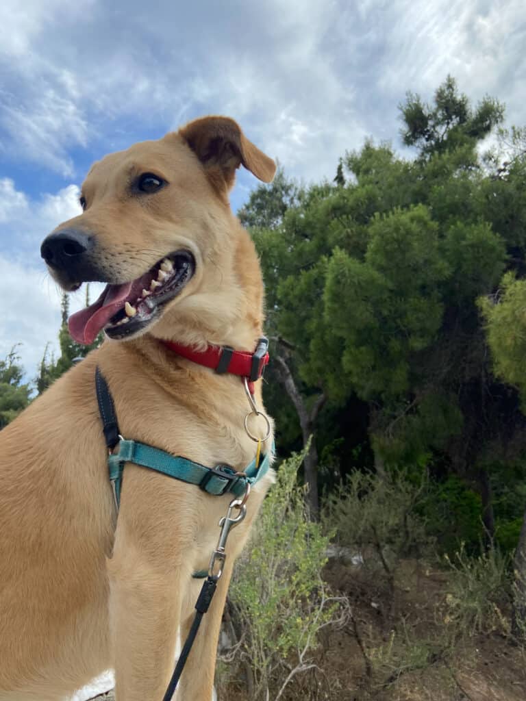 a golden lad at the park