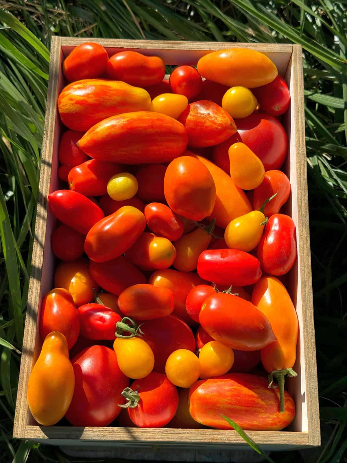 A wooden crate of freshly picked Greek tomatoes in red, orange and yellow, resting on grass in the sun.